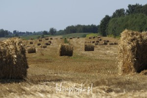 Bele za Piaskami taksiepstryka 14