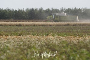 Bele za Piaskami taksiepstryka 32