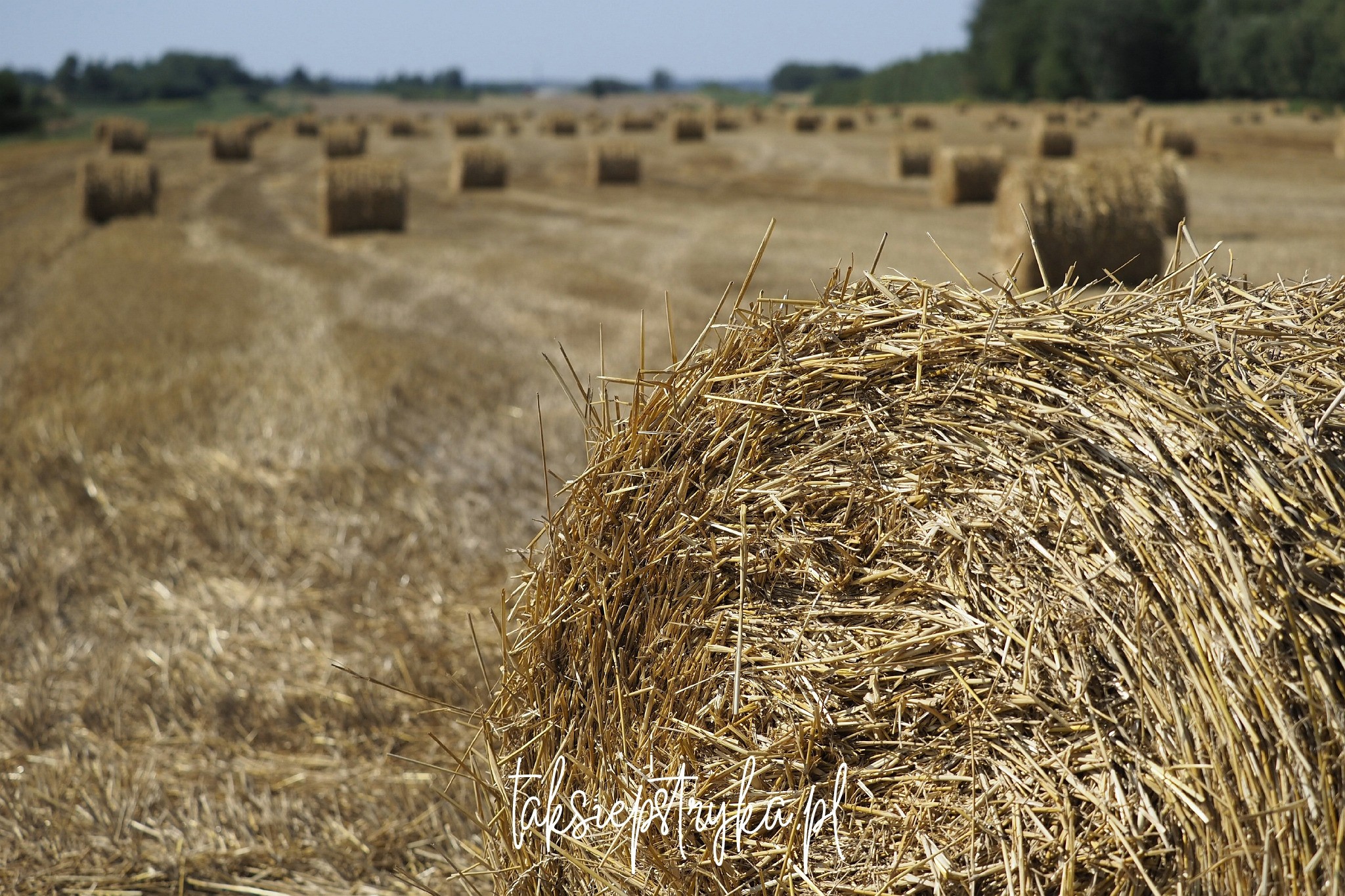 Bele za Piaskami taksiepstryka 4
