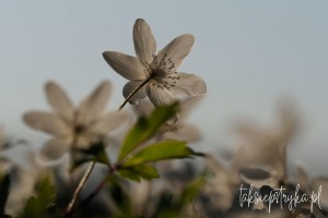 Zawilce Zwierzyniec 2021 taksiepstryka 17